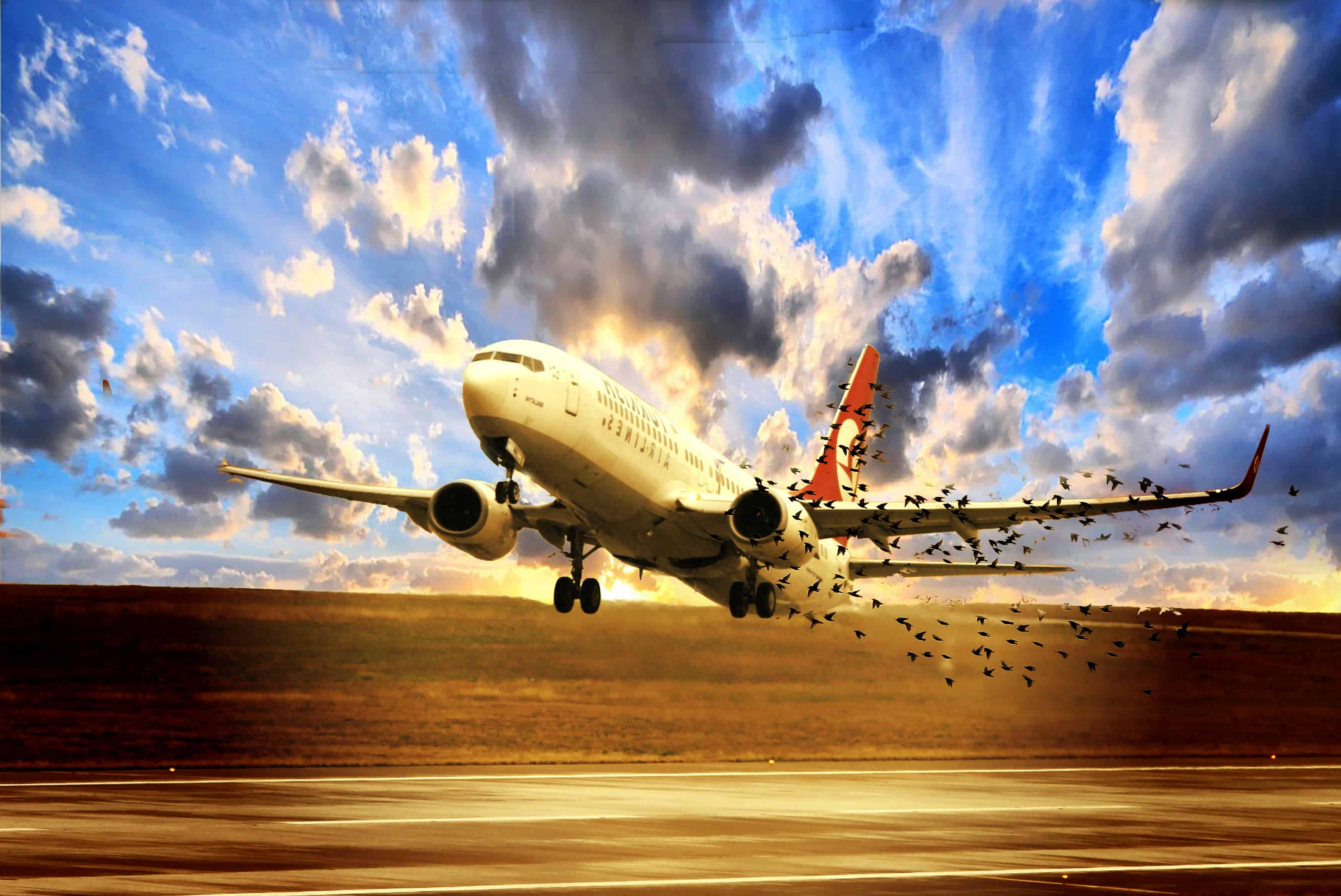 Bartol Research Aircraft Anti Bird Strike Device Procedure BlogBartol